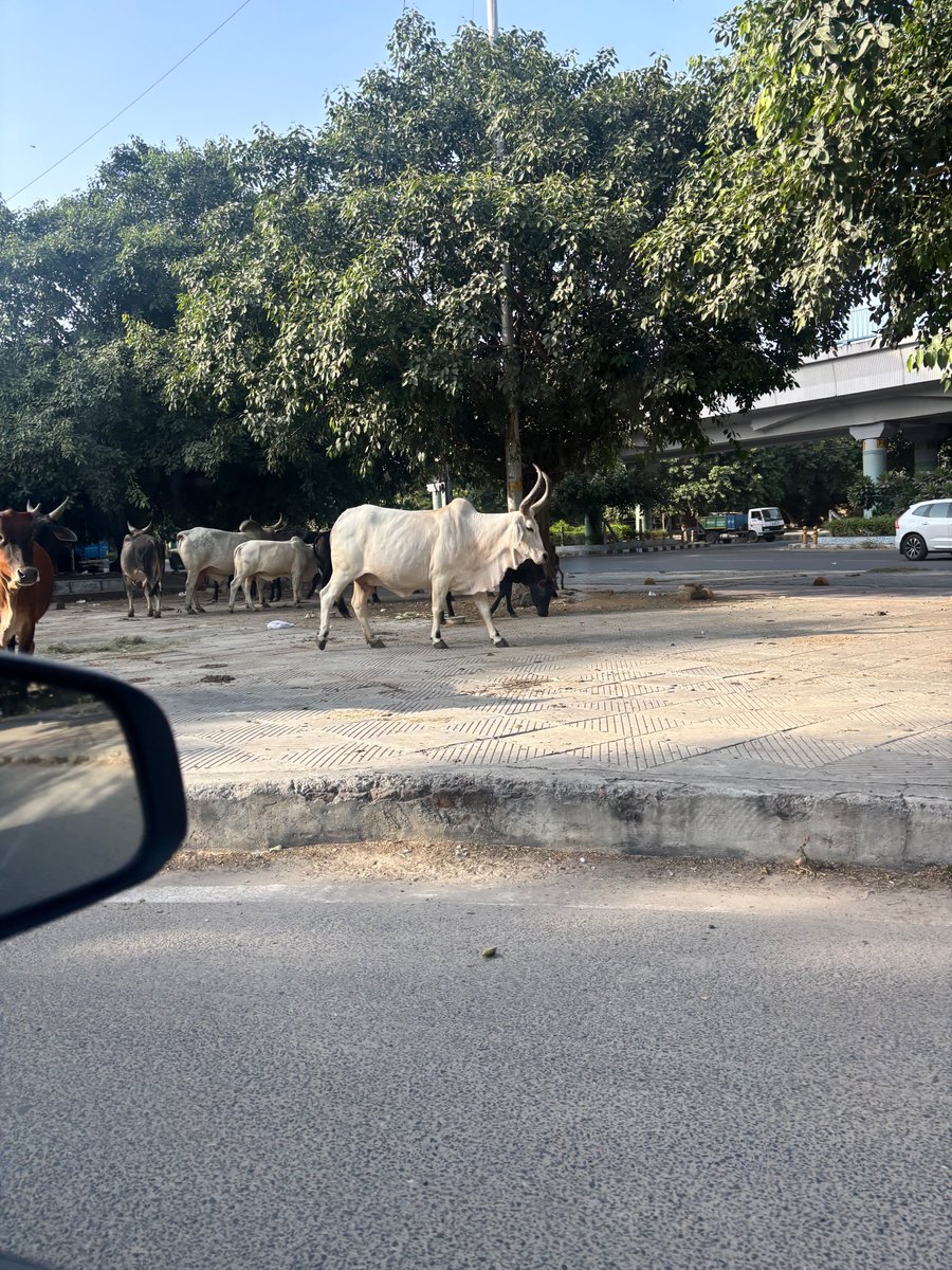 mmuditt's tweet photo. @DC_NGZMCD @Bijen_Balhara @LtGovDelhi @CMODelhi @gupta_rekha @MCD_Delhi @SBM_MCD 03/10/2026-They are back https://t.co/aeWpmgLaYT