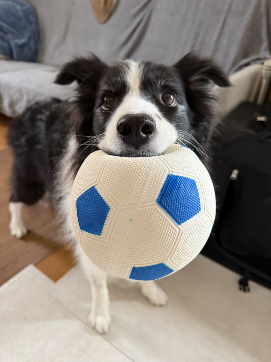 gillechoco's tweet photo. ボール遊びに勤しむ犬ﾁｬﾝ https://t.co/v8GCfE9HmK