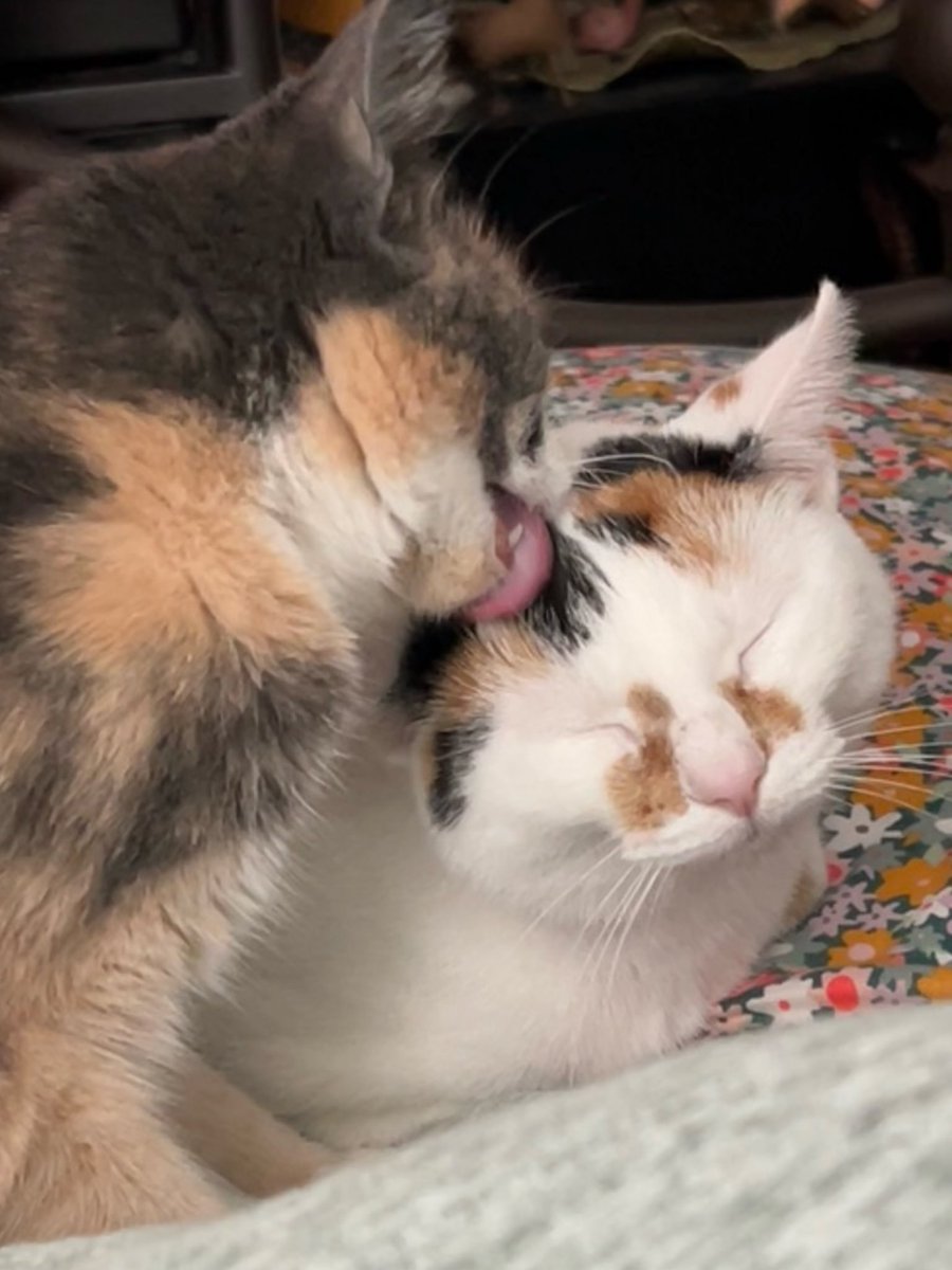 oreoeocat's tweet photo. https://t.co/pFZ6g5XfQQ