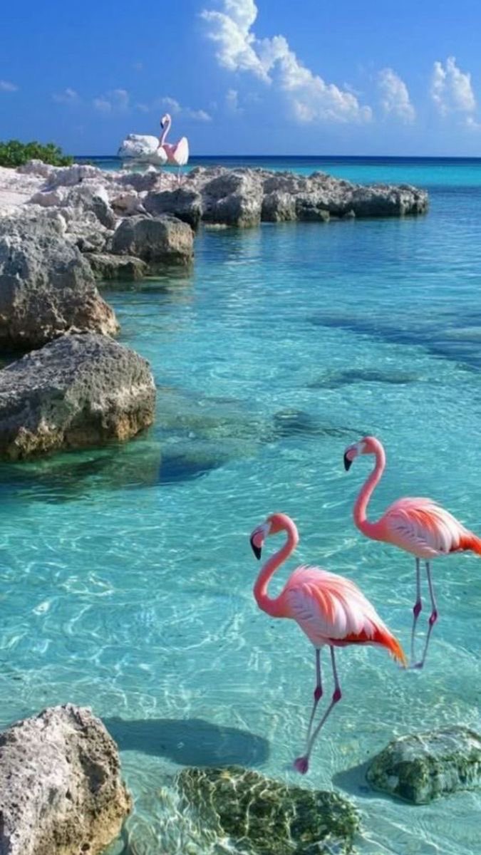 Paws_Natures's tweet photo. Pinky austrich https://t.co/oJJX77Y6ka
