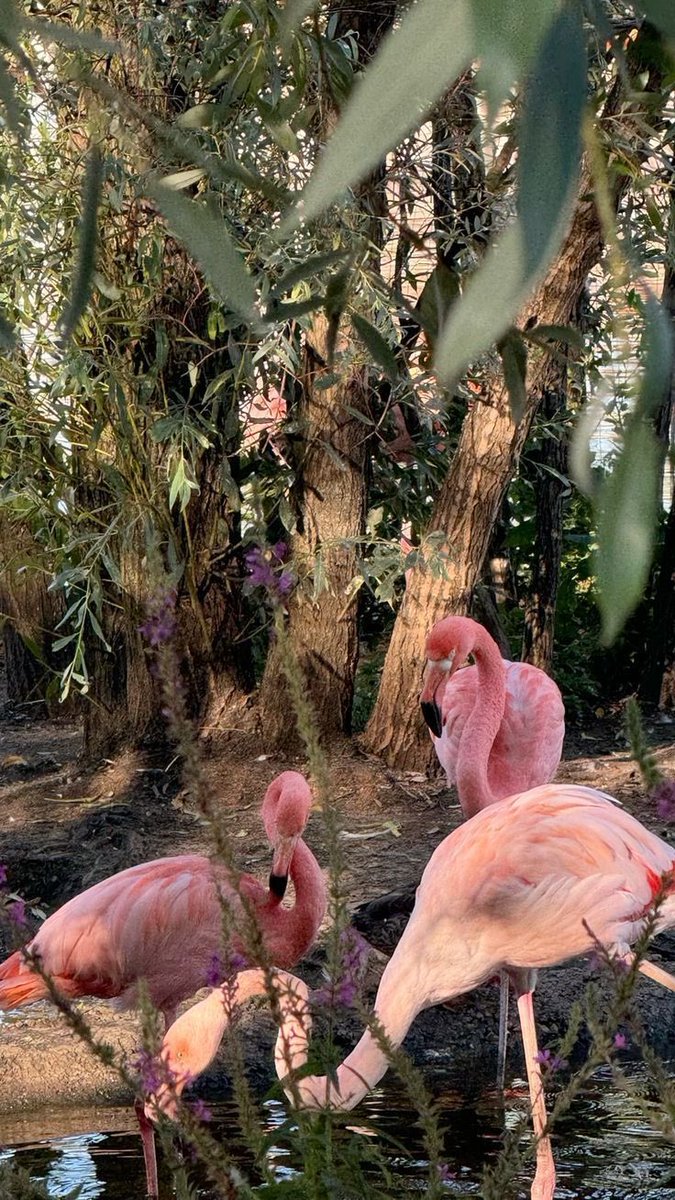 Paws_Natures's tweet photo. Pinky austrich https://t.co/oJJX77Y6ka