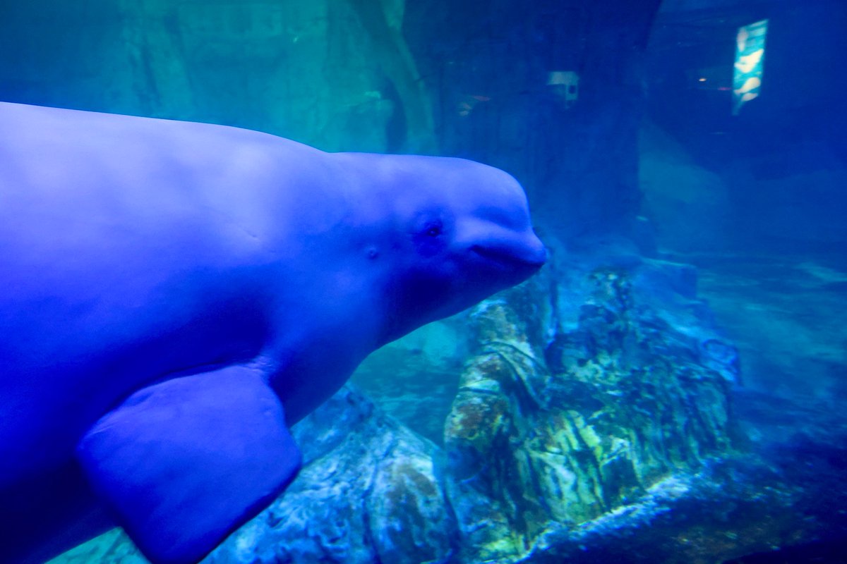 JCF_Valencia's tweet photo. 🌊💙Hui, les 13 candidates a FMV 2027 han tingut l’oportunitat de visitar l’Oceanografic, on han disfrutat d’una visita guiada de la mà de Carlos Guimerà. Una jornada molt especial en què han pogut conéixer de prop este espai únic i descobrir la gran labor que realitza en la conservació i protecció de la fauna marina. 

🐬🦈Durant el recorregut, han pogut contemplar diferents espècies dels oceans i mars del nostre planeta, com ara taurons, tortugues, belugues, dofins i moltes més. Una experiència que els ha permés acostar-se al món marí i conéixer la importància de preservar els nostres ecosistemes i la seua biodiversitat. 

🐠✨Una visita plena d’aprenentatge i moments especials que se suma a este camí cap a les Falles 2027. 

🫶🏼 Gràcies a l’Oceanogràfic de València i a Carlos, el seu guia, per rebre les nostres 13 candidates i fer-les disfrutar d’una experiència tan enriquidora. 

📸 @Fotofilmax