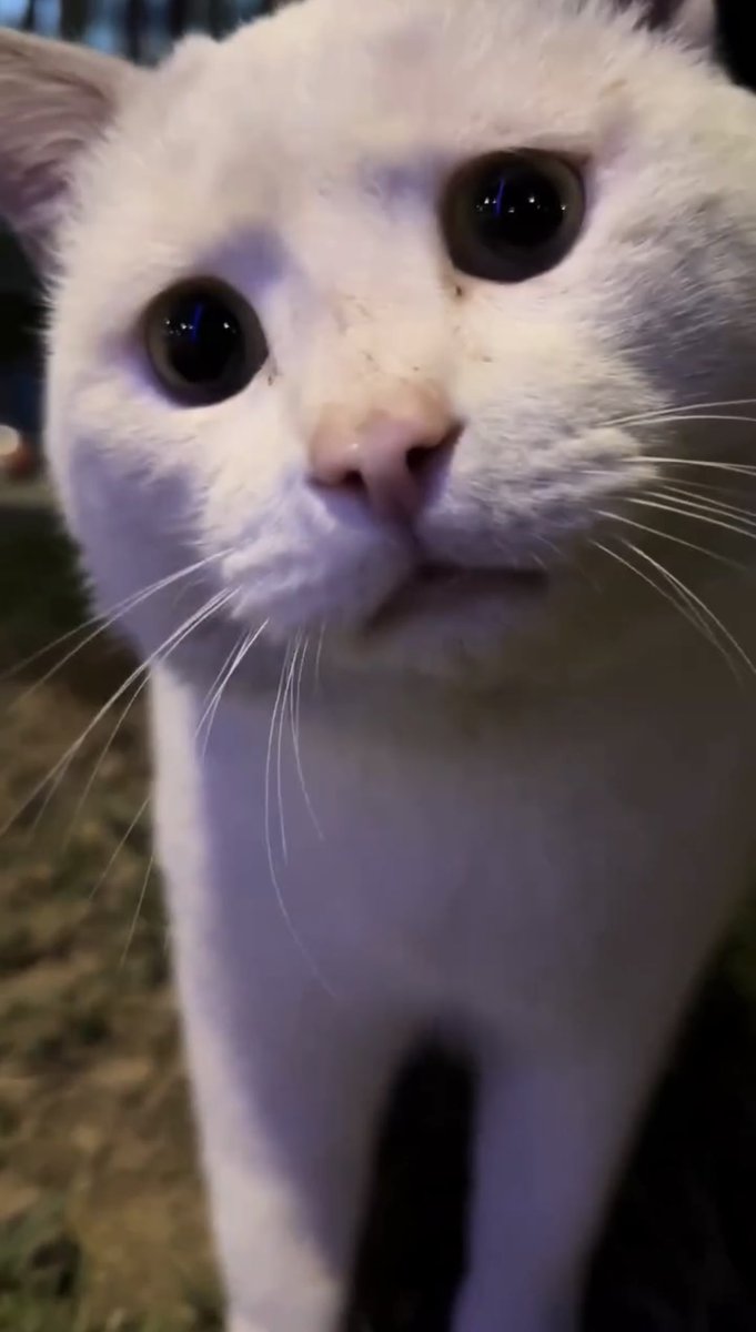 NoCatsNoLife_m's tweet photo. He looks so worried. 🥹🧡 https://t.co/PBD3vFPNoO