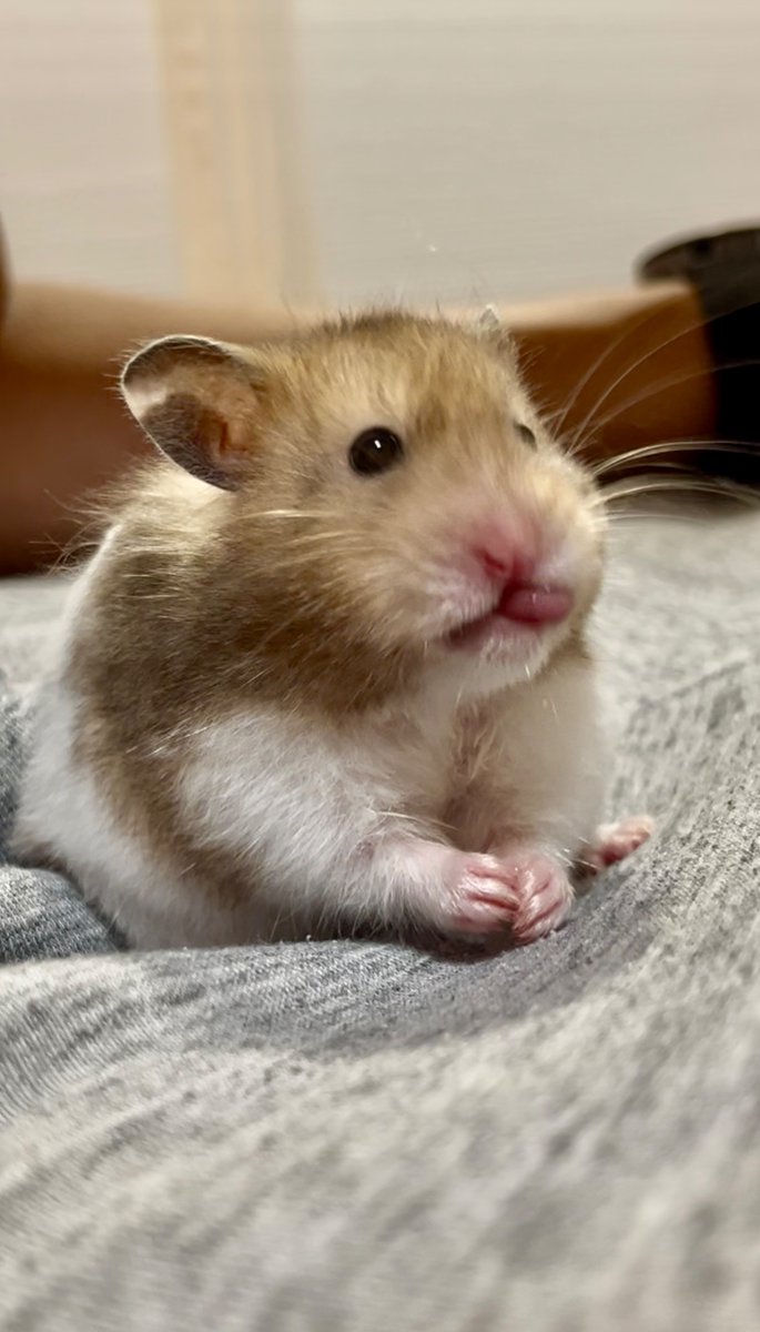 murakami_jumin's tweet photo. シャインマスカットたべるとかわいい👅🐹

#ハムスター https://t.co/B9cfWRdhOD