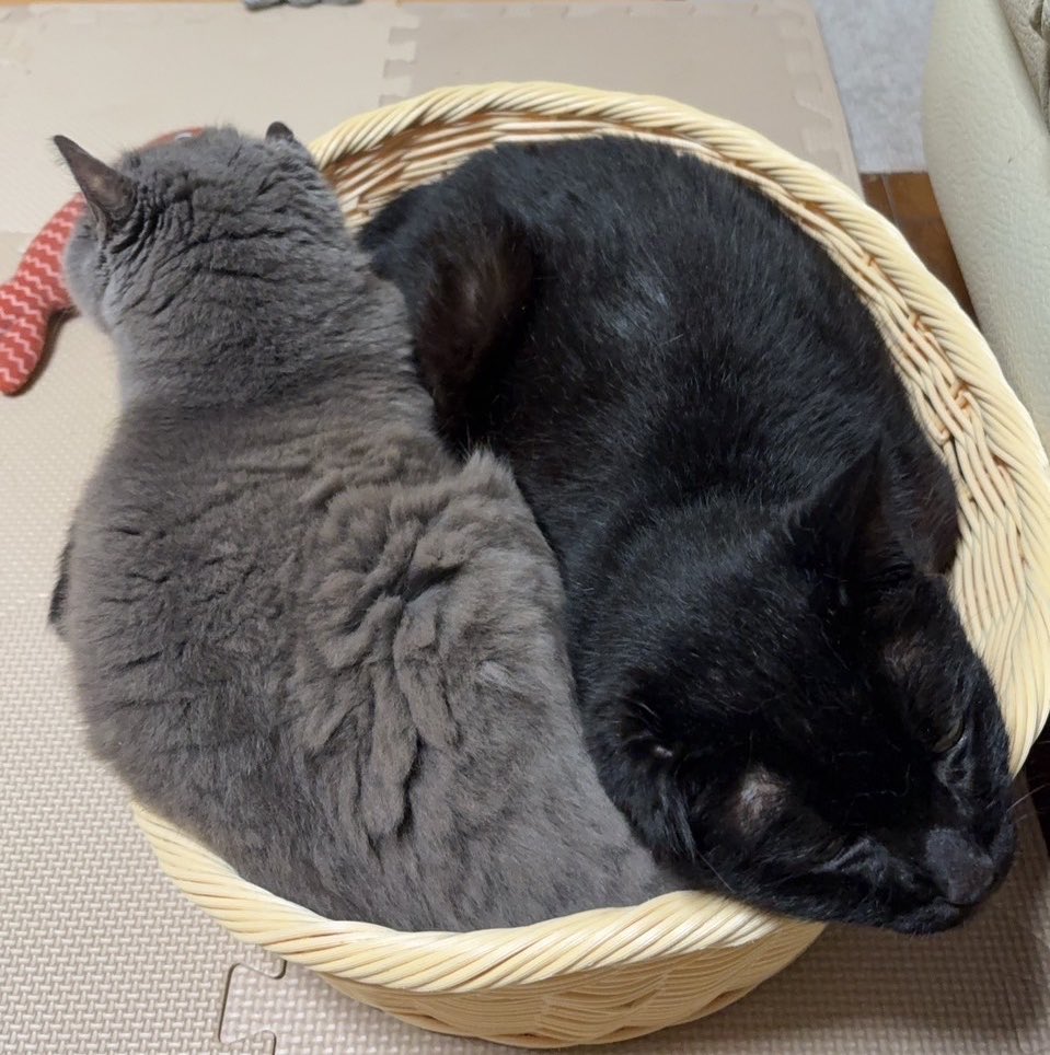 x_xs2_m's tweet photo. 寒くなってきたのでくっついて寝てるらしい。
中二で拾ってきたから今何歳？長寿！！🐟 https://t.co/mw2zkgXx6h