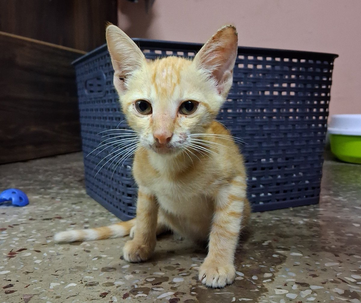 shimlamirchh's tweet photo. Adoption appeal for an abandoned kitten in East Delhi. 
She is: 
▪︎ a girl 
▪︎ 1-2 months old 
▪︎ litter trained (she's chatty and full of poop)
▪︎ first dose of deworming done on Oct 1

Please rt and if you know of any leads pls feel free to reply/dm me :) https://t.co/lbJbKxgx4g