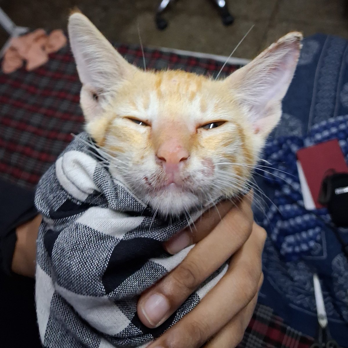 shimlamirchh's tweet photo. Adoption appeal for an abandoned kitten in East Delhi. 
She is: 
▪︎ a girl 
▪︎ 1-2 months old 
▪︎ litter trained (she's chatty and full of poop)
▪︎ first dose of deworming done on Oct 1

Please rt and if you know of any leads pls feel free to reply/dm me :) https://t.co/lbJbKxgx4g