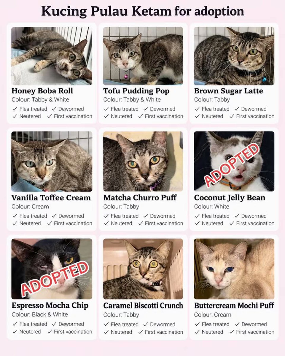 FiskaYenitaFK_'s tweet photo. Geng Pulau Ketam dah ready for adoption ✊🏻

Kindly open your heart to adopt, please 🙏🏻🥹 https://t.co/EccJep4I4r