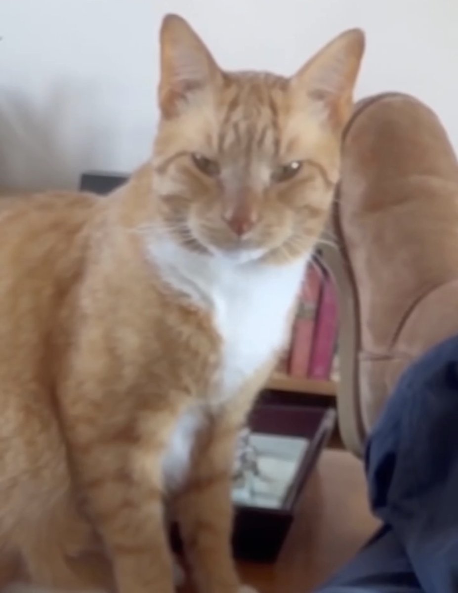 catsareblessing's tweet photo. Poor Reg. https://t.co/dEzHr0zNmh
