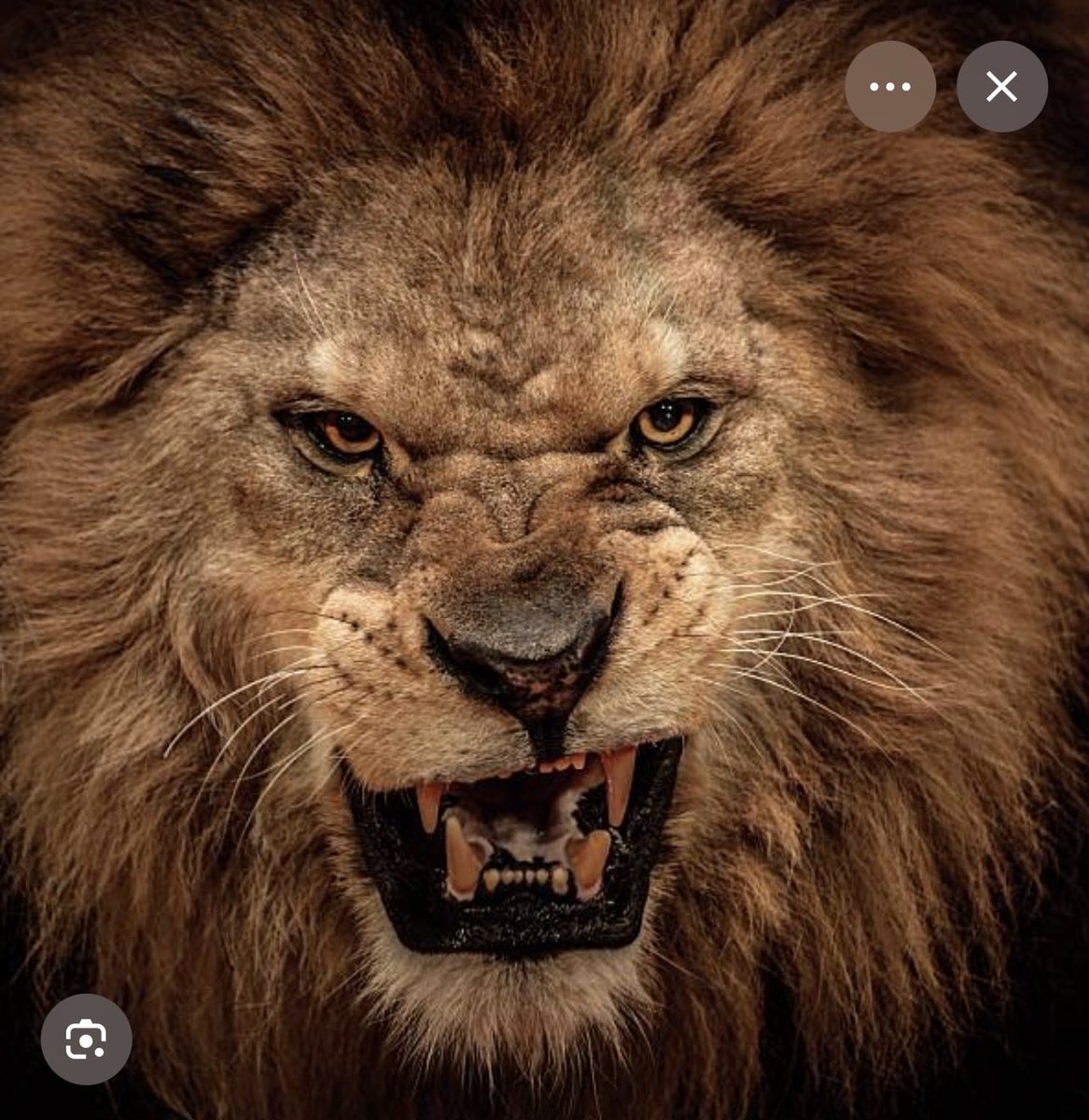 ThaBossgt's tweet photo. @stwardtdc @tornicleto2 All the enslavers and their slaves had to come together for 200 years just to try to stop the indestructible undefeated force of nature that is the mighty Haitian warriors, and still failed. We're the top predators of Hispaniola. You're scared. After you heard the roar last night https://t.co/rqjaEIivWD