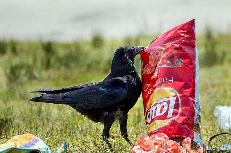 MephieN109's tweet photo. @wanqinart Hi, Mephisto here. 🐦‍⬛

This is a masterpiece. ❤️

May I have a bag too, Lady Wan..?
I feel the gentlemen are having so much fun and I want to join in.

Caw! ✨ https://t.co/FYdvm91eAJ