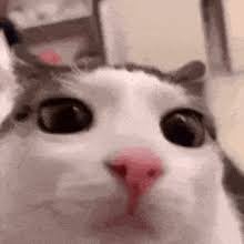Nexus_next_VT's tweet photo. EU PENSANDO A MSM COISA Q ELE, VAMBORAAAAA Q VAI DAR CERTO MEU FIH! 🐺🦊✨ https://t.co/z104NLJ1Un