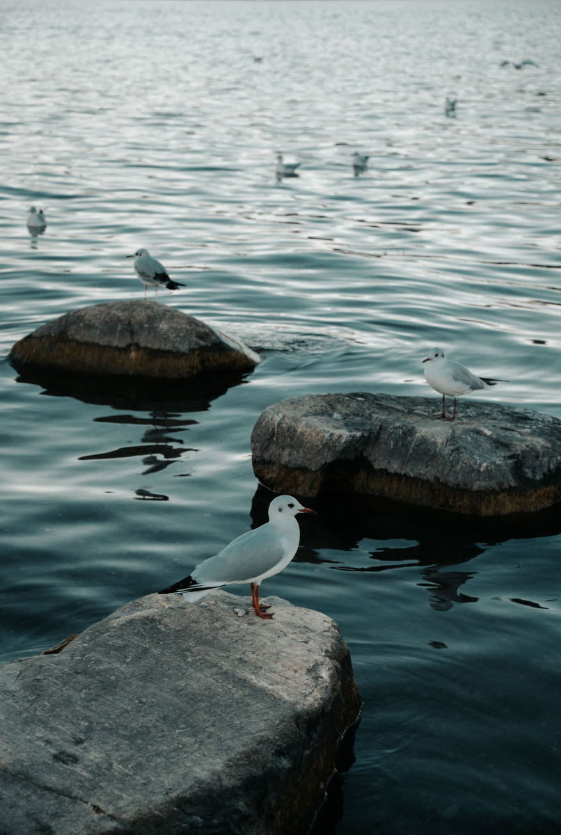 benjarami_7_a91's tweet photo. [The morning wind stops by the lake, and the seagulls let out a soft coo that feels like a quiet whisper.] https://t.co/KXeW7wT8Kd