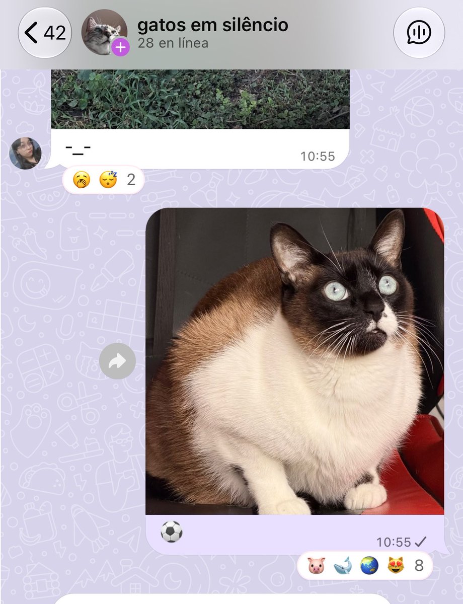 justludmi's tweet photo. Les di una foto de mi gato a gatos en silencio y me lo diagnosticaron como gordo https://t.co/iFu8amhJKE