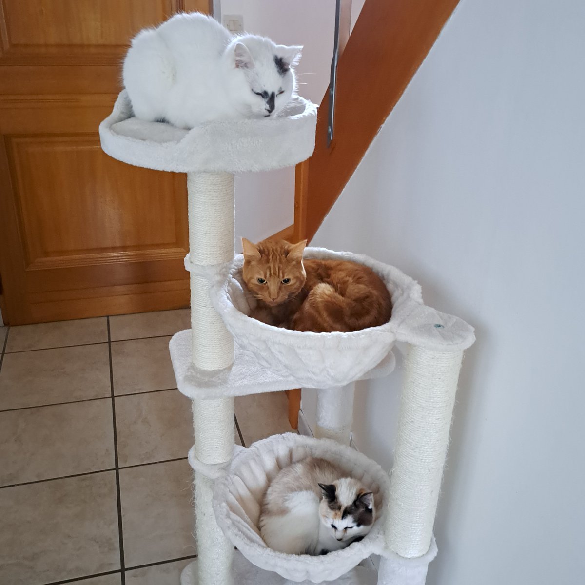 AgnesSAINTSAENS's tweet photo. @buitengebieden Sur l'arbre à chats, de haut en bas : Ursule, Panache et Ussiam (sœur d'Ursule), mes amours ❤️❤️❤️ https://t.co/N7QswQDXdt