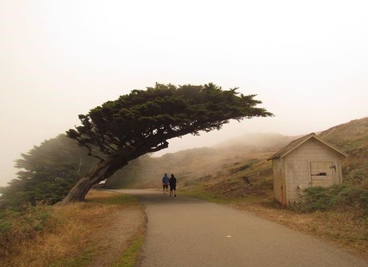 pmamtraveller's tweet photo. the famous windblown Monterey cypress tree along the road leading to the Point Reyes Lighthouse in Point Reyes National Seashore, California. https://t.co/AMSDW82i2X