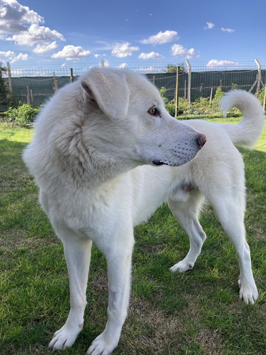 esritesrotesra's tweet photo. Miso yuva arıyor! 
Kapımızın önüne geldi, güzelliğine dayanamadık, kısırlaştırdık, pansiyona aldık. İnanılmaz uyumlu bir erkek. 1.5 yaşlarında. Köpeklerle ve kedilerle arası iyi. Şimdi Eskişehir’de ama başka illere ulaşımını sağlarız. İletişim ben ve @minkominkom https://t.co/S0VFzTjmgH