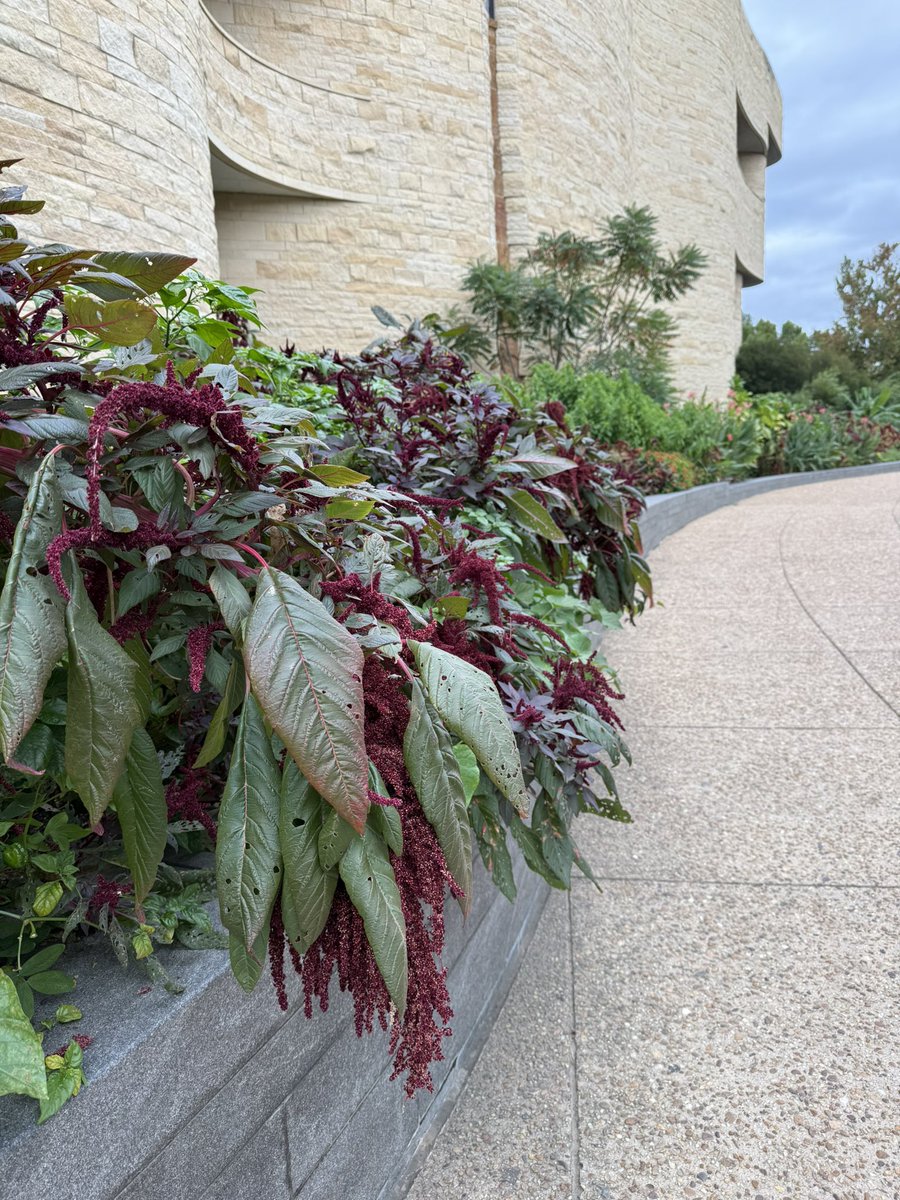 WDCGardener's tweet photo. Amaranth at the @smithsoniannmai - looking especially good in fall and spilling over a wall. #gardendc #dmv #amaranth #fallgarden https://t.co/NQ5iH9x65R