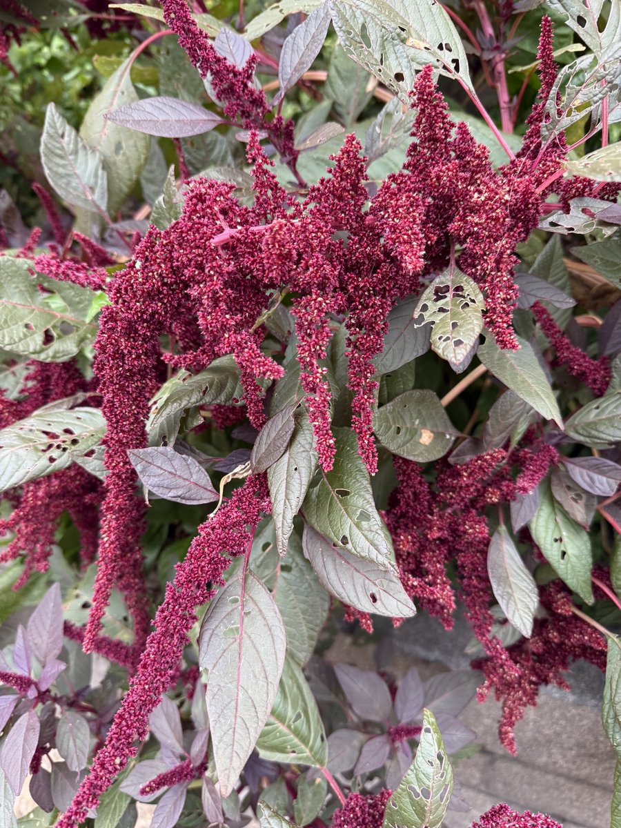 WDCGardener's tweet photo. Amaranth at the @smithsoniannmai - looking especially good in fall and spilling over a wall. #gardendc #dmv #amaranth #fallgarden https://t.co/NQ5iH9x65R