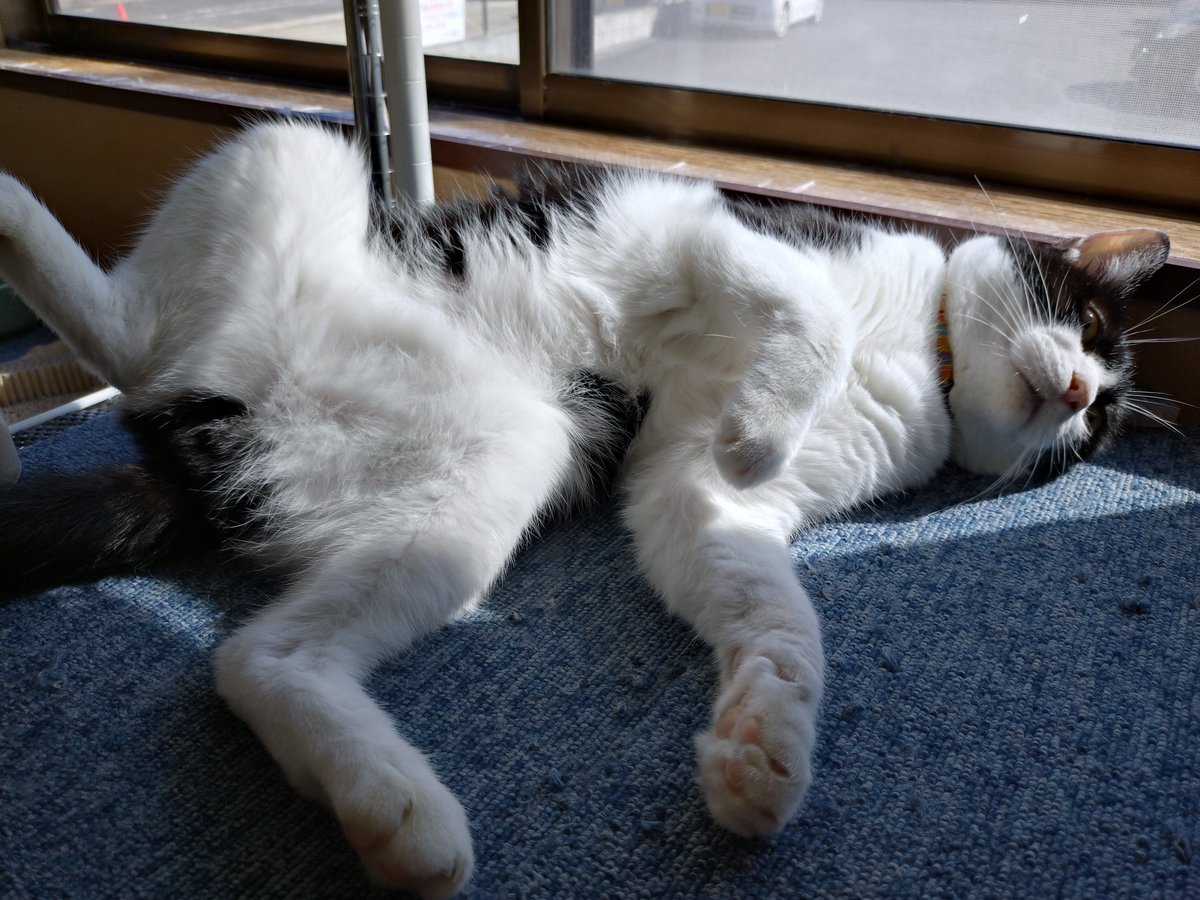 kahlukuro's tweet photo. 目的は里親案件ですが、ニャンコまみれになってきました😺
#新玉旅館
#保護猫 https://t.co/xgRyOI0rSf