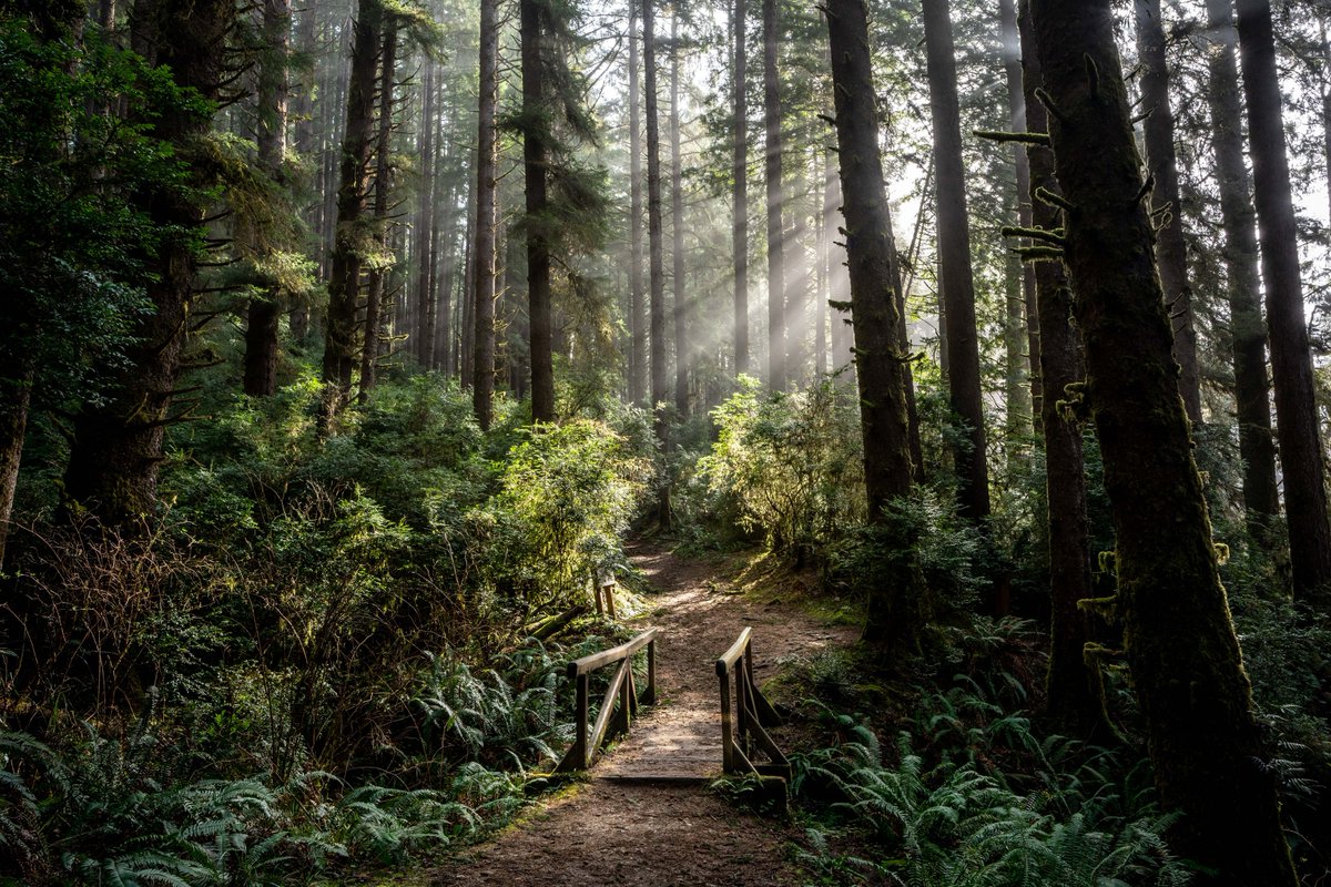 Interior's tweet photo. At Redwood National and State Parks in California, fall colors begin appearing in late September as the forest floor turns colors. But the towering coast redwoods? They keep their green crowns year-round.

Photo by David Caldwell https://t.co/NDaI3rT3ZZ