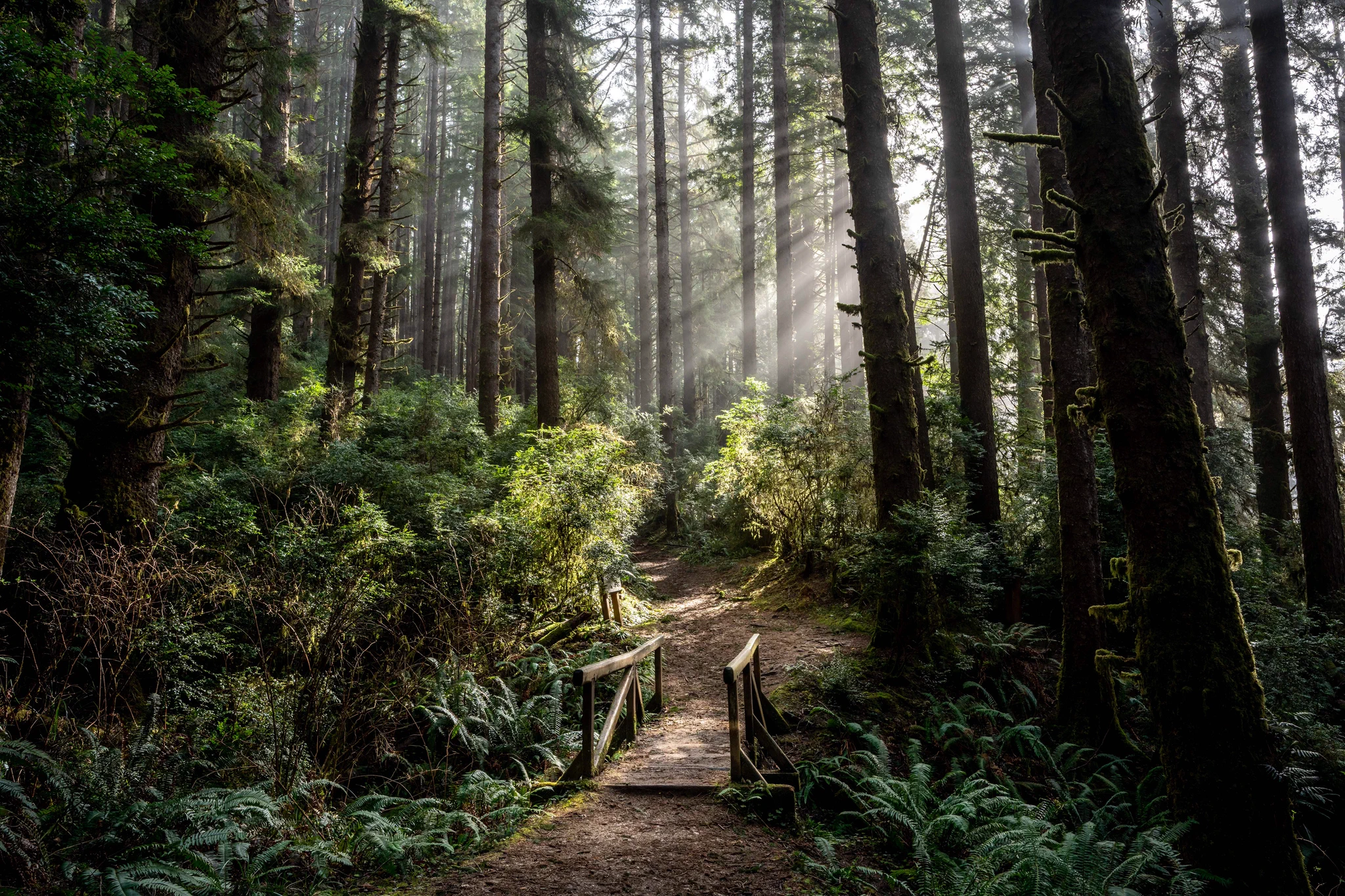 Sunlight filters through tall pine trees onto a narrow forest path with a small wooden bridge crossing a stream.