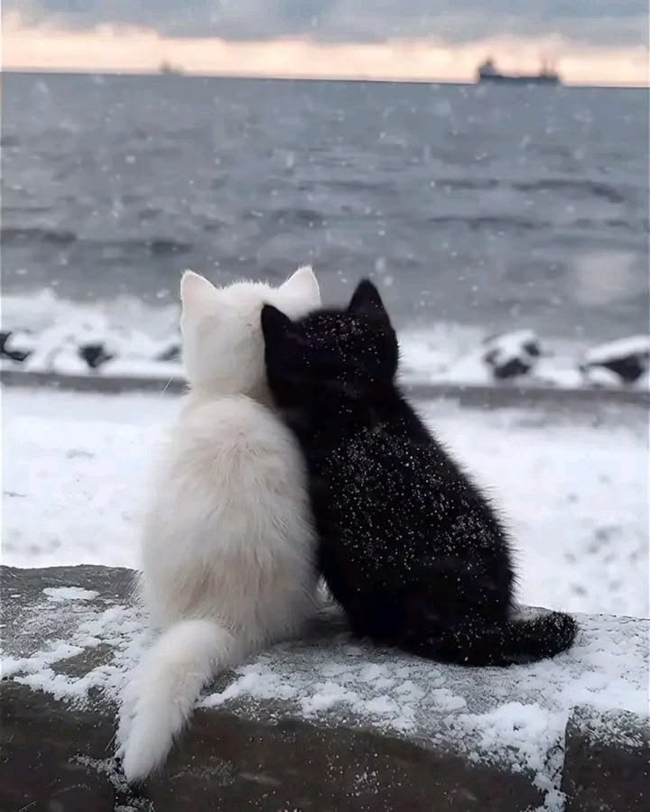nekocatts's tweet photo. Romantic https://t.co/Lm0nfxrUiv