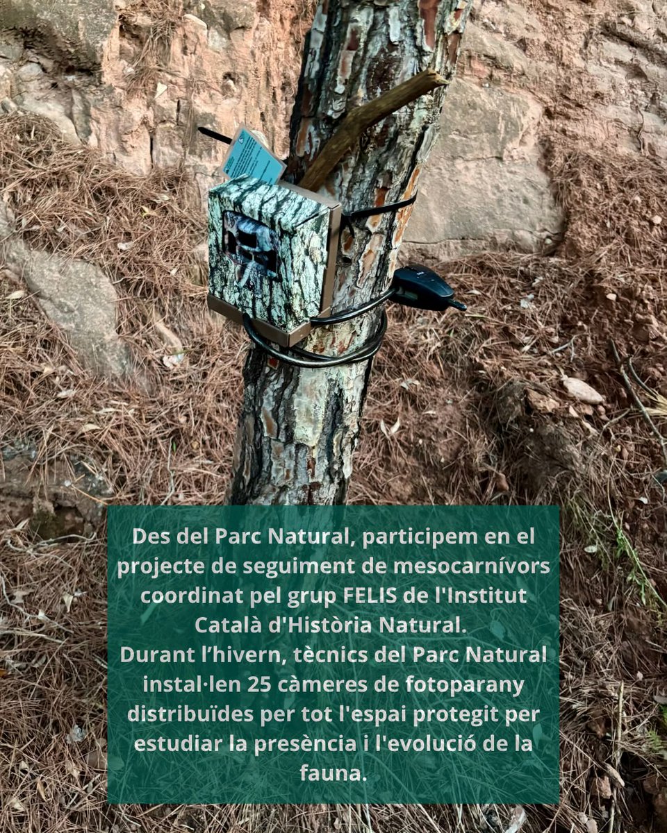 PNMontserrat's tweet photo. Què ens expliquen les càmeres de fotoparany de #Montserrat? 📷🐾
 
 ℹ️ Durant els mesos d’hivern, el Parc Natural de la Muntanya de Montserrat participa en el projecte de seguiment de mesocarnívors coordinat pel grup FELIS de l’Institut Català d’Història Natural @felis_ichn https://t.co/PG5kfVo8l9