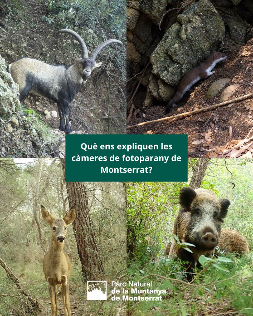 PNMontserrat's tweet photo. Què ens expliquen les càmeres de fotoparany de #Montserrat? 📷🐾
 
 ℹ️ Durant els mesos d’hivern, el Parc Natural de la Muntanya de Montserrat participa en el projecte de seguiment de mesocarnívors coordinat pel grup FELIS de l’Institut Català d’Història Natural @felis_ichn https://t.co/PG5kfVo8l9