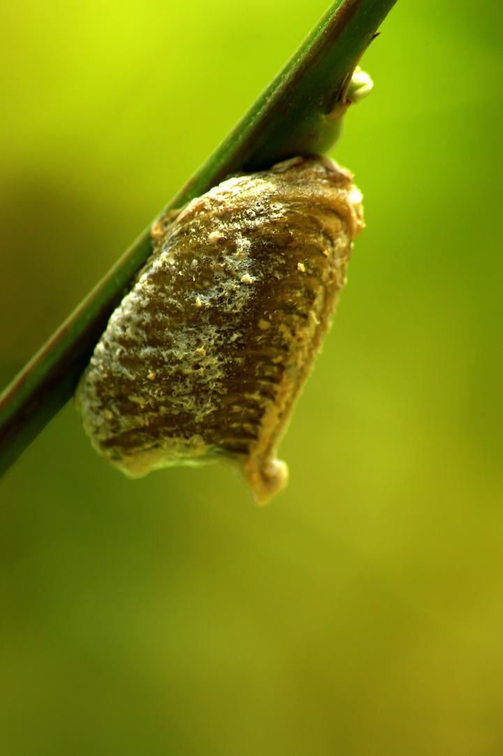 PearlBaybpom's tweet photo. When a 嘎谱寐蛹 crawls slowly, nature’s quiet little hidden wonder shows up gently. https://t.co/vqSvGDNwjC