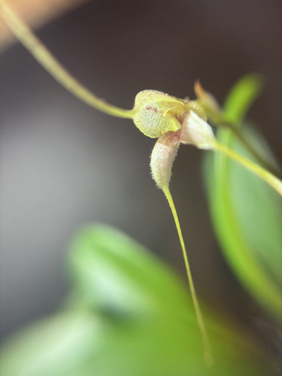 tagtagtag119's tweet photo. ［マスデバリア］

こんな感じぃ〜☺️

#orchid
#Masdevallia
#Masdevallianidifica https://t.co/MLutAZikI1