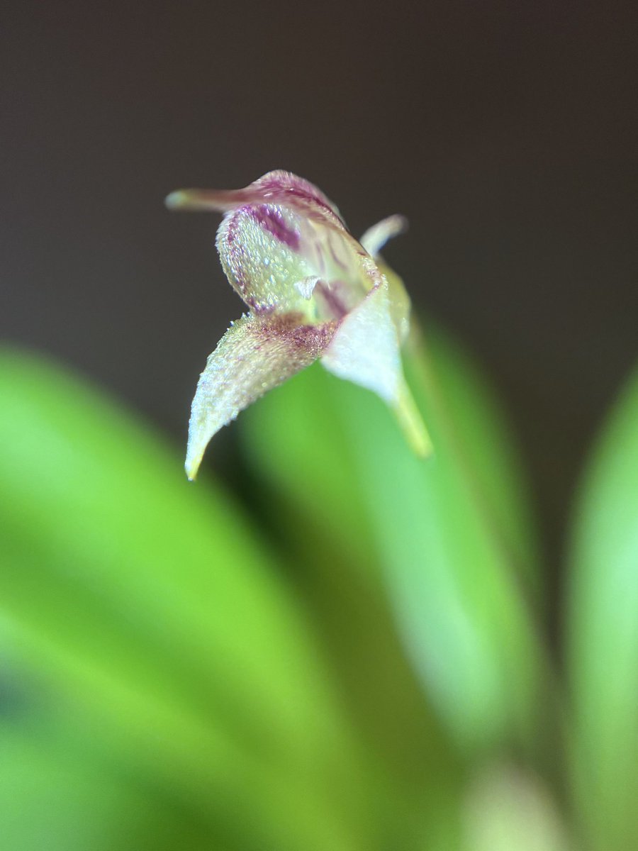 tagtagtag119's tweet photo. ［マスデバリア］

こんな感じぃ〜☺️

#orchid
#Masdevallia
#Masdevallianidifica https://t.co/MLutAZikI1