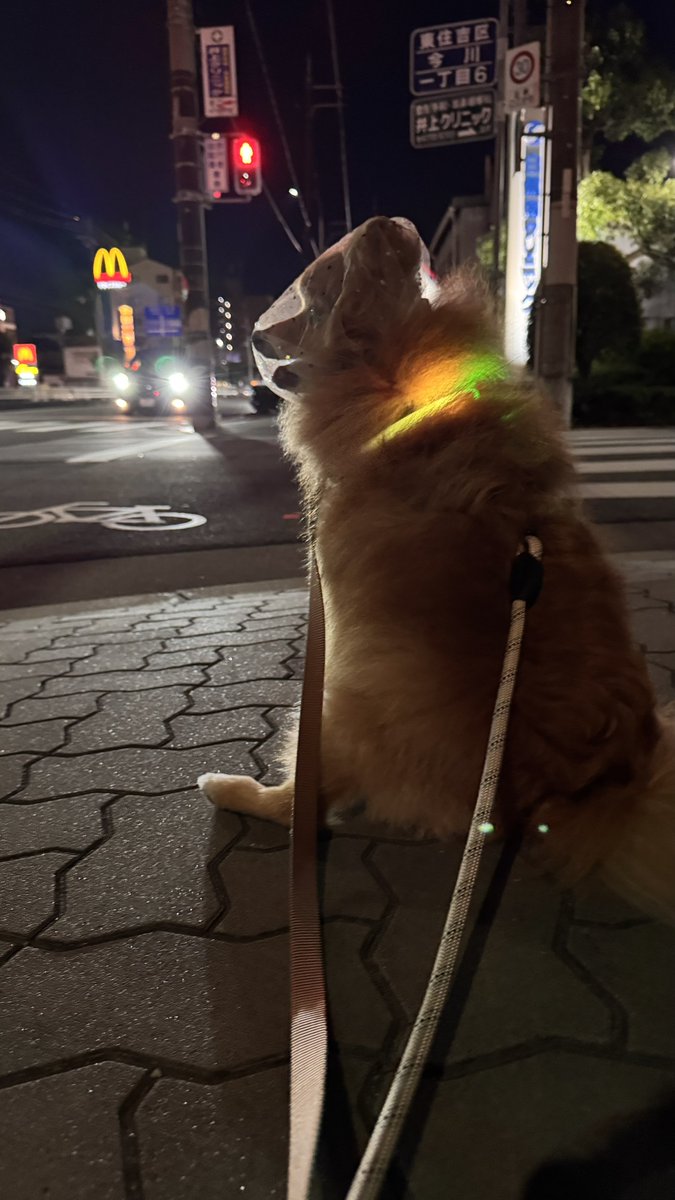 ibara_dolls's tweet photo. 防御力高め犬 https://t.co/MtHl5H97JH