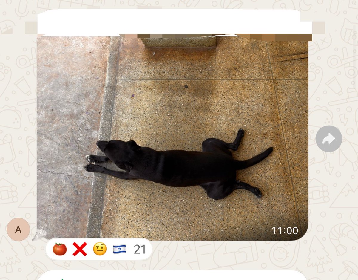 ninimagica's tweet photo. cachorros tentando invadir 🤬 ridículos https://t.co/mSaA8wtbsC