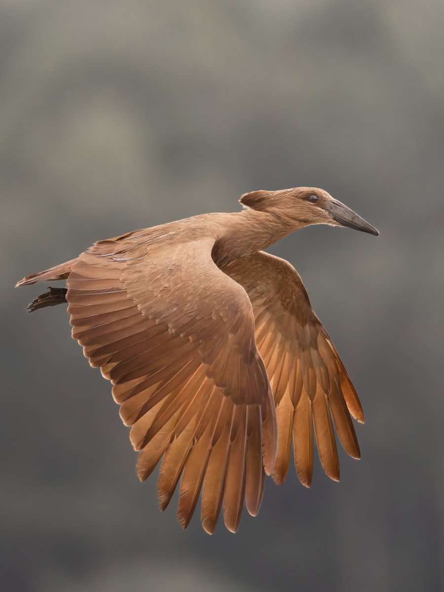 Kenyabirder's tweet photo. Hamerkop in Murang'a https://t.co/fzLGNlwMzC