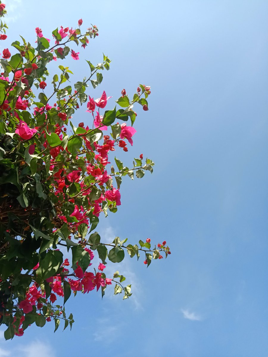 CuleEslam's tweet photo. يوم مليئ بالورود 🌺🌸💚 https://t.co/JxvmSHliuB