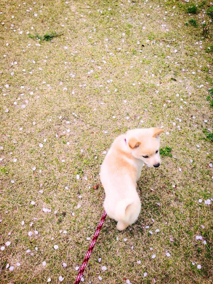 easeltakeshita's tweet photo. 13年間、本当に支えてくれました。

ここ数年は、アイドルたちからたくさんちやほやされて、きっと幸せだったと思います。

制作中だったこのMVを出したら、本当にお別れなんだなと思っていました。

さくらを可愛がってくださったファンの皆様、改めて、本当にありがとうございました！ https://t.co/HnLH9xliIl