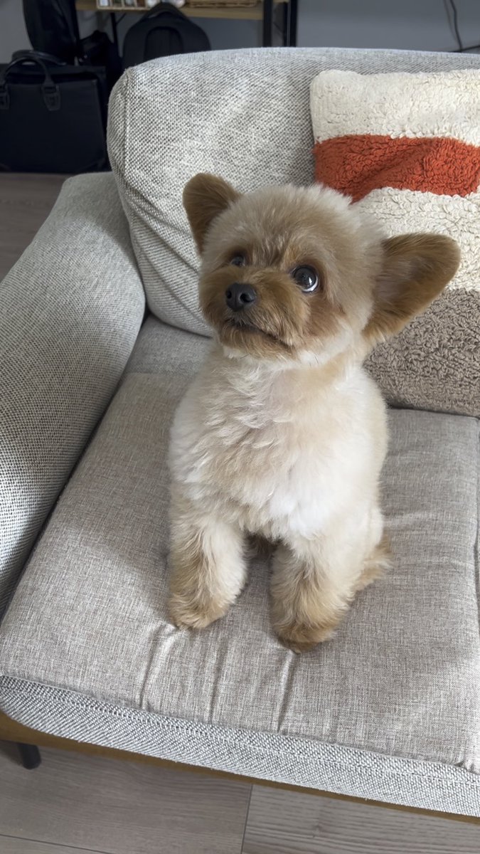 A small, fluffy tan and white puppy sits upright on a light gray couch with a textured orange and cream pillow, looking off to the side with big dark eyes. The sweet caption suggests someone playfully folded down the puppy's ears to help with putting on a harness, though no harness is visible in the image.