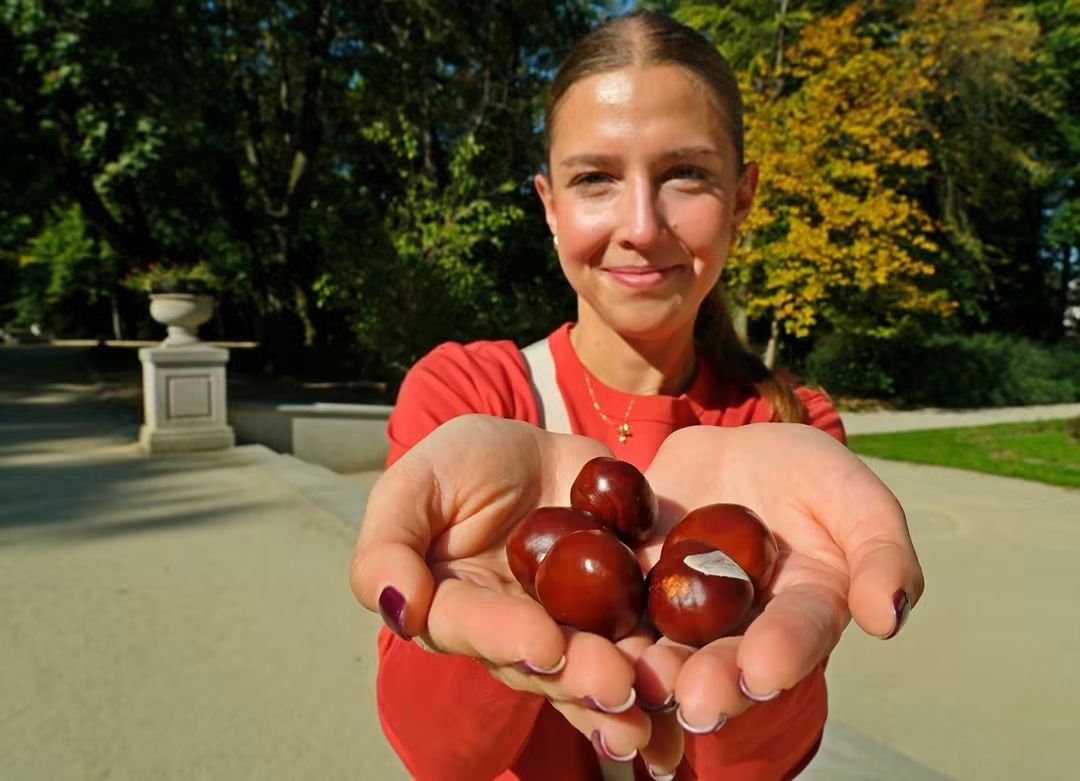 Miasto_Lublin's tweet photo. Dziś #DzienKasztana 🌰🍂 To dobry pretekst, żeby wybrać się na jesienny spacer po #MiastoLublin. Parki, skwery i alejki pełne kolorowych liści czekają. Może po drodze uda się znaleźć kilka kasztanów? 😊 Miłego spacerowania.
#LublinCity #Jesien #Kasztan https://t.co/de1w3WxLsA