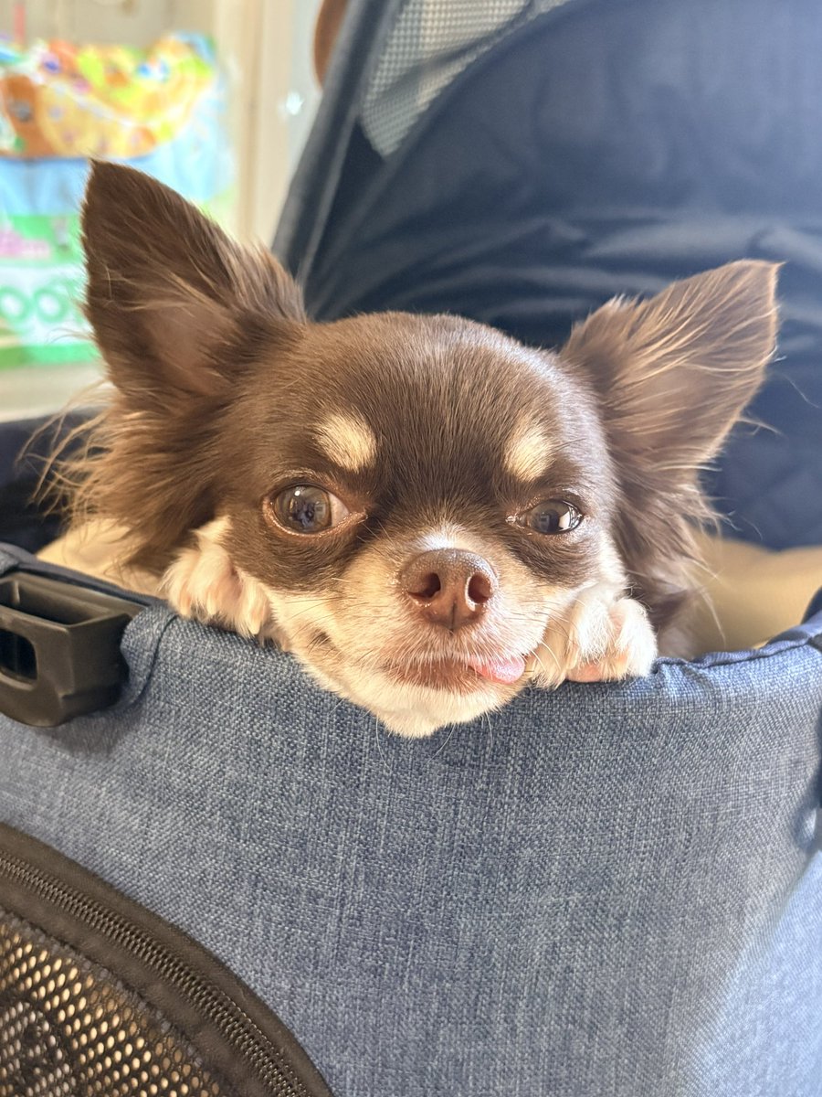 miori_____1222's tweet photo. 在宅中に見せるあざといダグ🐶 https://t.co/x0tj1Dn1lU