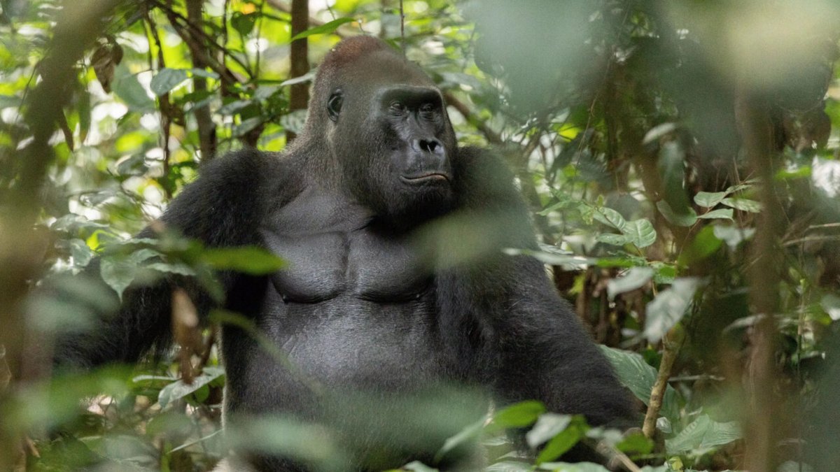 The_Upcoming's tweet photo. #show We watched Africa: Earth’s Wild Home - an incredible series, with gorgeous visuals and tight editing ★★★★★ @NatGeoUK https://t.co/IseVXITo0j