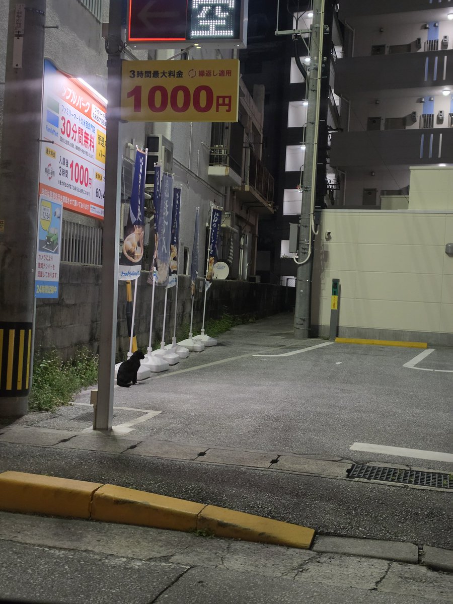 hotmilk's tweet photo. #どこネコ https://t.co/MtccYTTr0s