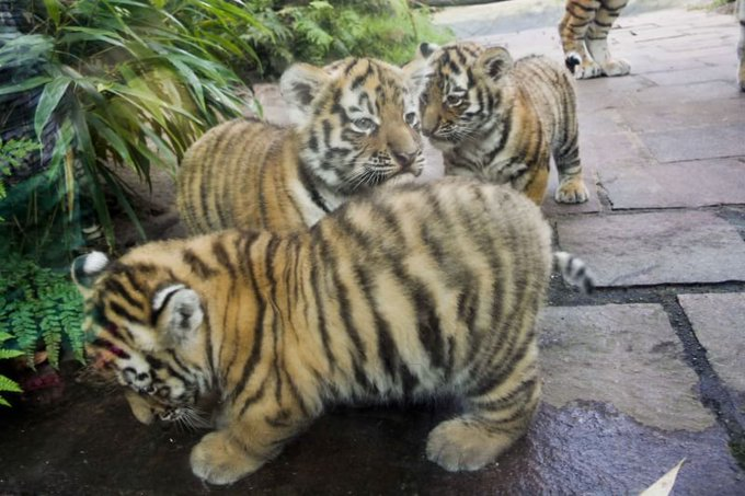 Goldtigercrisis's tweet photo. https://t.co/hzjBeBecP1
