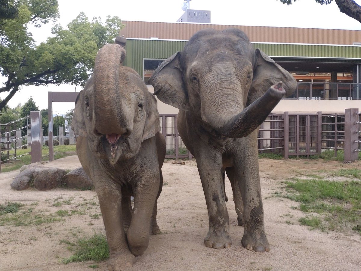 TOKUYAMA_ZOO's tweet photo. 泥んこですが魅力的な表情のミリンダとナマリー。

#徳山動物園　#スリランカゾウ　#ゾウ　#ミリンダ　#ナマリー　#泥んこ　#表情　#魅力　#いっぱい https://t.co/wkCGqKtVzW
