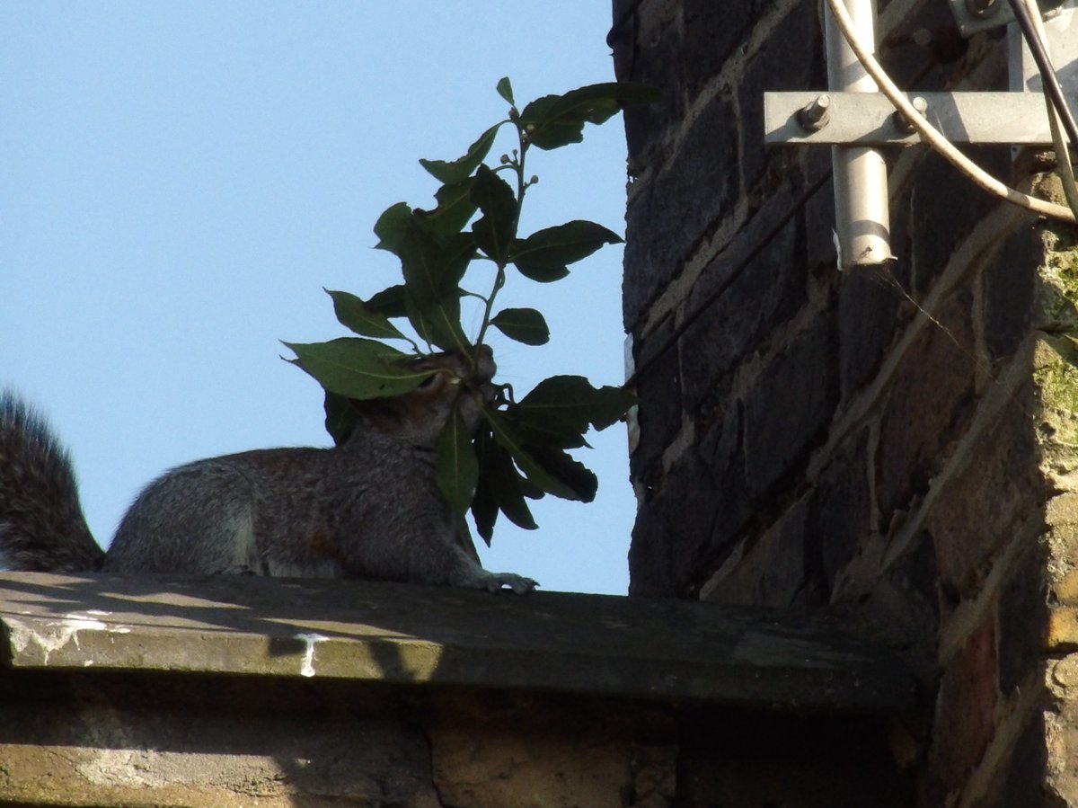 Nesquik1962's tweet photo. It's #SquirrelAwarenessMonth In the UK the #GreySquirrel has had to learn to be adaptable when it lives in built up areas. Anywhere is a potential nest sight. Even old chimney pots. https://t.co/TgtGcdjcxH