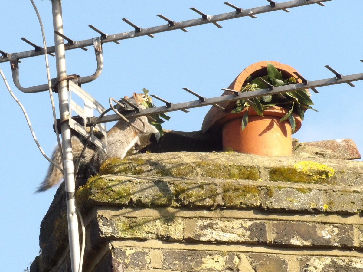 Nesquik1962's tweet photo. It's #SquirrelAwarenessMonth In the UK the #GreySquirrel has had to learn to be adaptable when it lives in built up areas. Anywhere is a potential nest sight. Even old chimney pots. https://t.co/TgtGcdjcxH