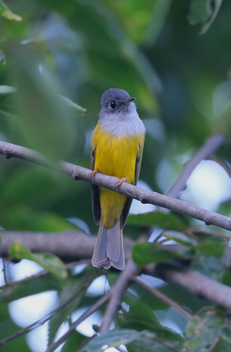 navsri6619's tweet photo. Birds of Indian Embassy (@IndiainNepal): The series continues with Grey Headed Canary Flycatcher (चञ्चले अर्जुनक). A dainty seasonal bird that made Indian Embassy its home usually from September to early March as they usually are found in higher altitude and move to Kathmandu valley for winters. It is extremely active, quickly moving between bushes, the Nepali name therefore is descriptive चञ्चले. Photographing it also teaches one patience, a quality that I found very useful in my regular diplomatic profession too!
@pbs_savethebird @MOFENepal @birdingindia
@birdsinindia @Team_eBird @nepaltourismb @IndiaInNepal @AnupKaphle @anilkathmandu