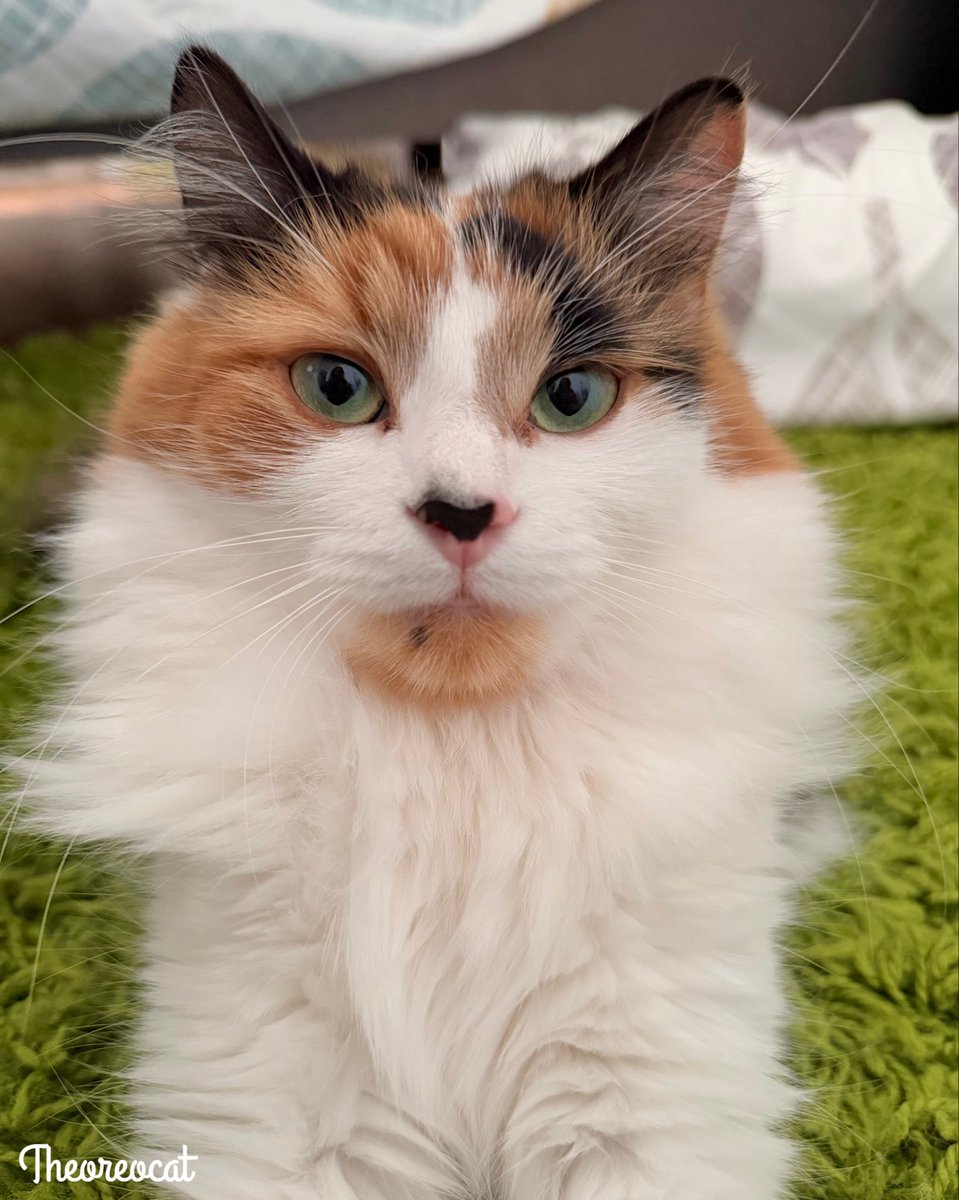 TheOreoCat's tweet photo. Caturday cuties 🧡🤍🖤

#caturday https://t.co/iZD5MxYWhl