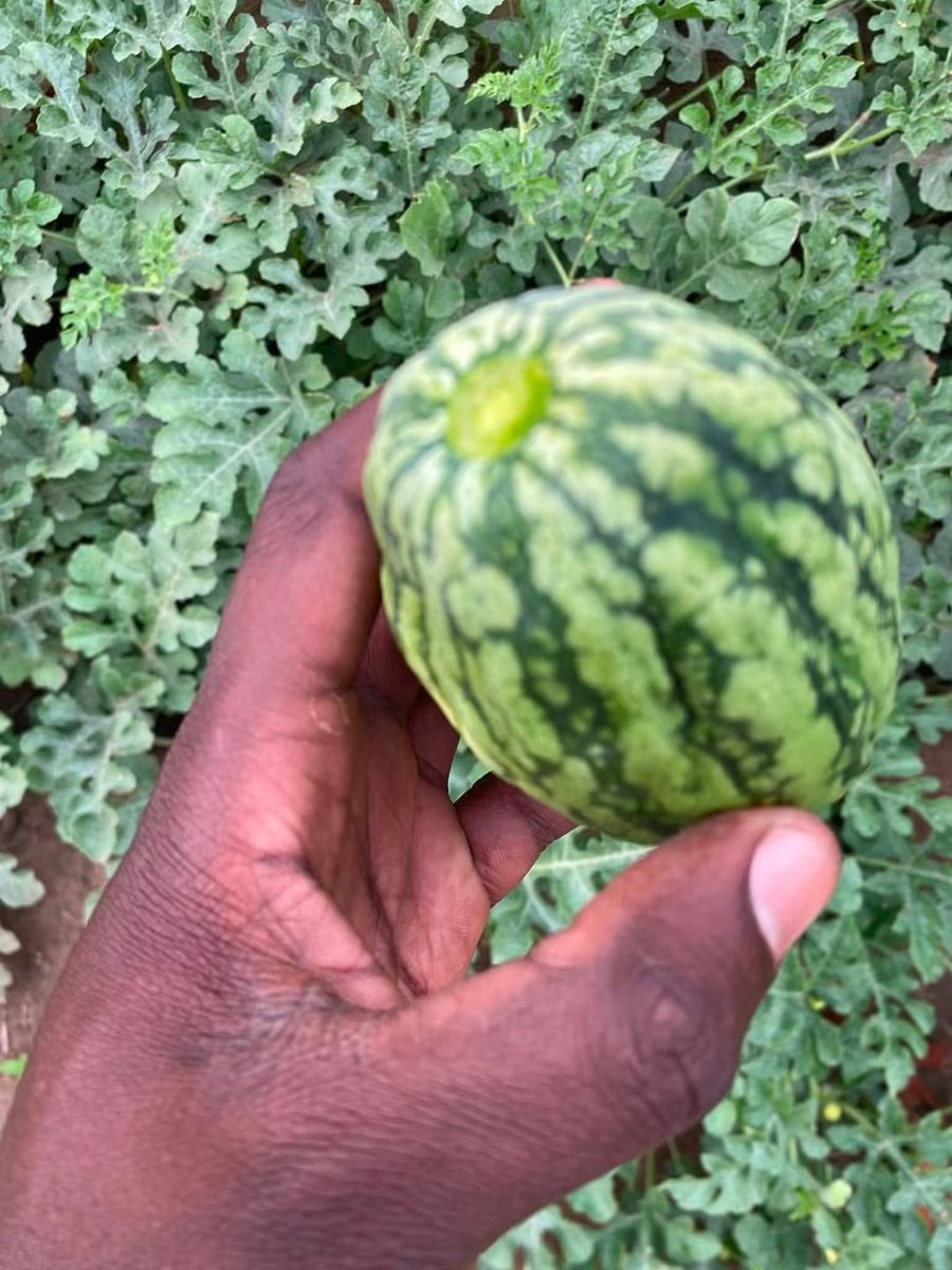 ahmedaliom's tweet photo. Possible causes

1. Water stress  irregular irrigation especially dry periods followed by heavy watering

2. Nutrient imbalance  particularly potassium during fruit enlargement

3. Virus infection (mosaic)  more likely if the leaves also have strong lightdark green mosaic https://t.co/9XFK37Z5KP