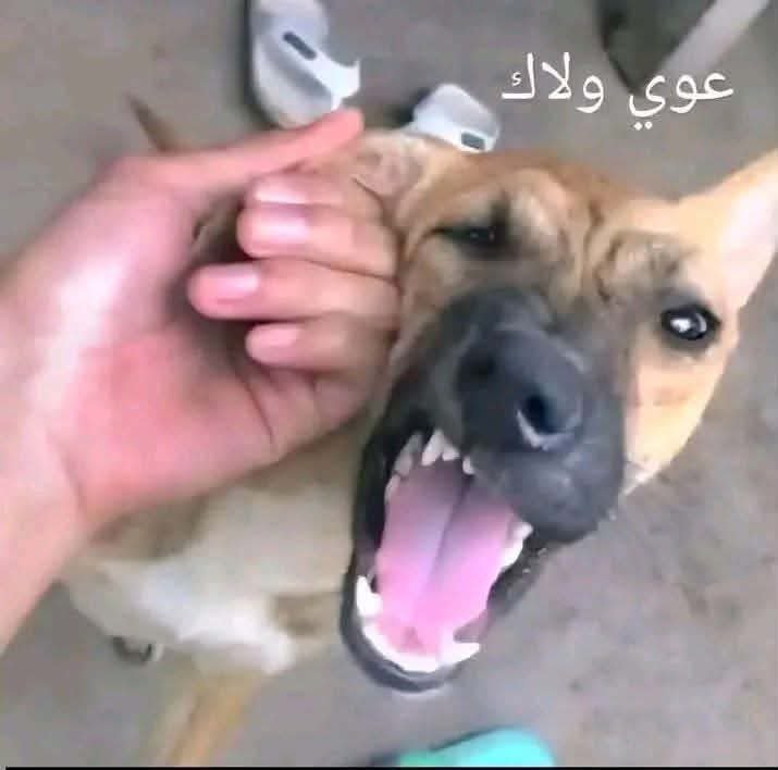 M0123456A's tweet photo. @ghq11_ اراملة الفلول https://t.co/DxEriMHJTH